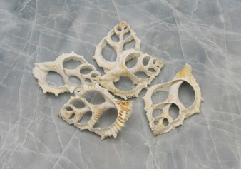 Frilled Frog Center Cut Shells - Bursa Rana - (5 shells approx. 1.5-3 inches)