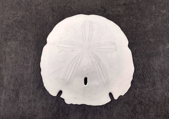 Arrowhead Sand Dollar Shell Extra Large Encope Michelini (1 shell approx. 5+ inch) Large White Sand Dollar for coastal crafts & display!