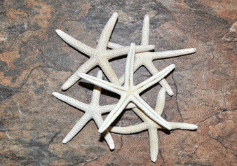 White Finger Starfish - Linka Laevigata - (5 starfish approx. 2-3 inches). Multiple white thin starfish in small pile. Copyright 2022 SeaShellSupply.com.