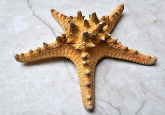 Natural Knobby Starfish (5-6 inches) - Protoreaster Nodosus. One ribbed sand colored Starfish. Copyright 2022 SeaShellSupply.com.