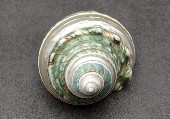 Polished Jade Turbo Shell w/Pearlized Stripe (3.5-4 inches) - Turbo Burgessi. Cream and turquoise colored swirled shells with one facing up to show the spiral and coloring and the other showing the opening. Copyright 2022 SeaShellSupply.com.