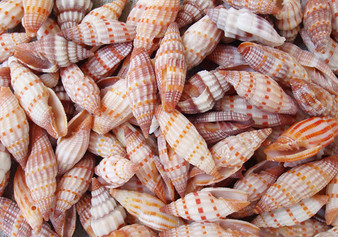 Assorted Miter Seashells (appx. 22-25 pcs.). Multiple red and orange shaded spiral ribbed shells in a pile. Copyright 2022 SeaShellSupply.com.

