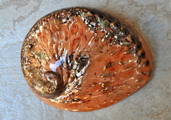 Polished Orange Midas Abalone (5-6 inches) - Haliotis Midae. One orange tinted shell with a wide opened bottom. Copyright 2022 SeaShellSupply.com.

