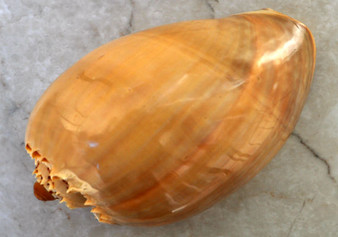 Crowned Baler - Polished (6-7 inches) - Voluta Diadema. One smooth orange tinted shell. Copyright 2022 SeaShellSupply.com.
