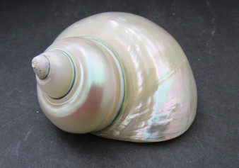 Pearlized Jade Turbo Shell - Turbo Burgessi - (1 shell 3.5-4 inches). Two white almost reflective shells, one showing the spiral and reflective side and the other showing the opening. Copyright 2022 SeaShellSupply.com.