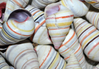 Candy Cane Landsnail (5 pcs.) - (1-1.5 inches) - Linguus Virgineus. Multiple brightly colored striped spiral shells. Copyright 2022 SeaShellSupply.com.