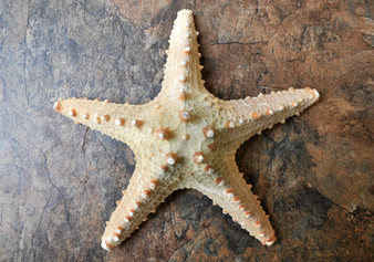 Thorny Starfish (5-6 inches). One tan ribbed starfish laying face up showing texture. Copyright 2022 SeaShellSupply.com.
