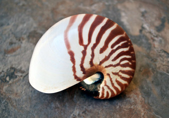 Baby Natural Nautilus Seashell - Nautilus Pompilius - (1 shell approx. 3-4 inches). One white and brown stripped spiral shell. Copyright 2022 SeaShellSupply.com.

