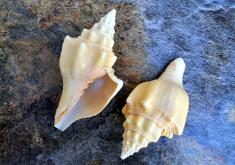 West Indian Chank - Turbinella Angulata - (1 shell 5-6 inches). Two white ribbed spiral shells, one shell shows the opening and one showing the textured side. Copyright 2022 SeaShellSupply.com.