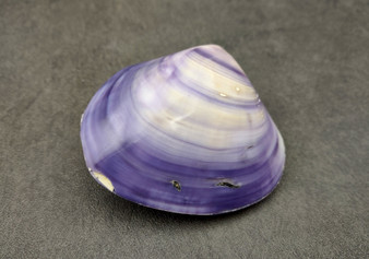 Polished Violet Clam (2 inches+) - Macta Violacea. One purple, black, and white ombre shell. Copyright 2024 SeaShellSupply.com.