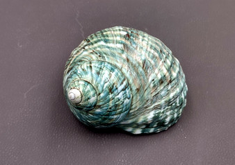 Polished Jade Turbo Shell (4 inches) - Turbo Burgessi. Turquoise jade green and brown shaded ribbed shells. Copyright 2022 SeaShellSupply.com.