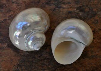 Pearlized Jade Turbo Shell (4 inches) - Turbo Burgessi. Two shiny and sort of reflective shells, one pointing to show the spiral and one showing the opening. Copyright 2022 SeaShellSupply.com.

