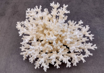 White Lace Coral Cluster (1 coral approx. 5-6+ inches) Perfect delicate coral to add to any fun display or coastal crafts!