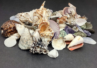 Large Seashell Assorted Ocean Mix - (approx. 1 Kilogram/2.2 lbs. 1-4 inches). Multiple different colored shells in a pile. Copyright 2022 SeaShellSupply.com.