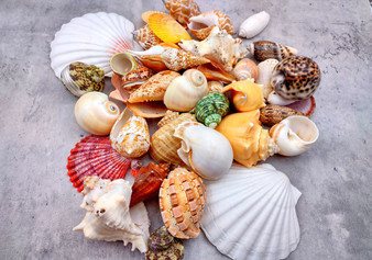 Large Seashell Assorted Ocean Mix - (approx. 1 Kilogram/2.2 lbs. 1-4 inches). Multiple different colored shells in a pile. Copyright 2024 SeaShellSupply.com.