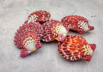 Royal Cloak Scallop Pairs (5 sets) - (1.5-2 inches). Multiple sets of purple and white shaded ribbed wide open shells banded together. Copyright 2022 SeaShellSupply.com.