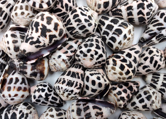 Medium Hebrew Cone Seashells Conus Ebraeus (5 shells approx. 1+ inches) Medium Hebrew Cone shell for beachy arts crafts jewelry & clothing!