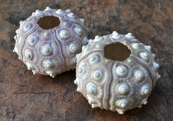 XL Sputnik/Thai Sea Urchins - Phyllacanthus Parvispinus - (2 urchins approx. 2.5+ inches). Two sand textured hollow Urchins with an opening in the top. Copyright 2022 SeaShellSupply.com.