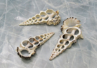 Center Cut Black & White Knobby Cerithium Seashells (3 shells approx. 3-3.5 inches). Three white and spiral open holed shells laying next to eachother. Copyright 2022 SeaShellSupply.com.