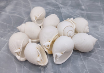 Channel Bonnet White Seashells - Phalium Canaliculatum - (10 shells approx. 1-1.5 inches). Multiple white spiral shells in a close pile. Copyright 2022 SeaShellSupply.com.