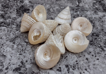 Pearlized Trochus Seashell - Trochus Niloticus - (10 shells approx. .75-1 inch)