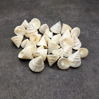 Pearlized Trochus Seashell Trochus Niloticus (approx. quarter cup 20+ shells 0.5+ inch) Neat shells for coastal crafting & collections!