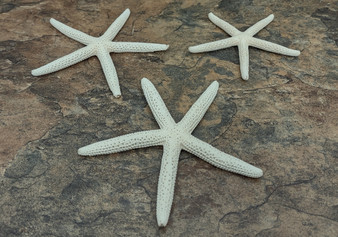 White Finger Starfish - Linka Laevigata - (3 starfish approx. 3-4 inches). Three white textured starfish laying next to eachother. Copyright 2022 SeaShellSupply.com.