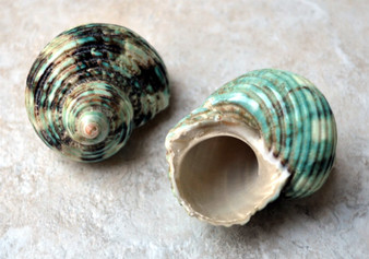 Green Silver Mouth Turbo Seashell - Turbo Argyrostoma - (4 shells approx. 1-2 inches). figurine glass smooth decoration with supportive base. Copyright 2022 SeaShellSupply.com.
