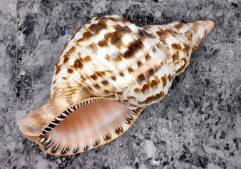 Caribbean Triton Seashell - Charonia Tritonis - (1 shell approx. 7-8 inches) B GRADE. Brown and white shaded spiral shells. Copyright 2022 SeaShellSupply.com.

