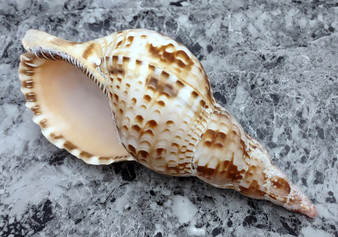 Caribbean Triton Seashell - Charonia Tritonis - (1 shell approx. 5-6 inches) B GRADE. One brown and white spiral ribbed shell with medium opening. Copyright 2022 SeaShellSupply.com.

