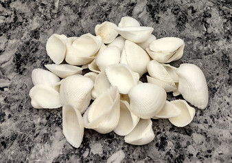 White Ark Clam Seashells - Andara Scapha - (approx. 1 Kilogram/2.2 lbs. 1.5-2.5 inches). Multiple white wide base open ribbed shells in a pile. Copyright 2022 SeaShellSupply.com.