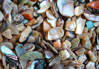 Abalone Chips (1 pound, approx. 900-1,100 chips .25 - .5 inches). Multiple differently colored shapes and shells in a pile. Copyright 2022 SeaShellSupply.com.

