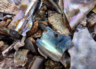 Pink Abalone Seashell Bulk Chips (Approx. 1 pound 900+ chips 0.25+ inches) Small Pink Abalone Shell Fragments for arts crafts & décor!