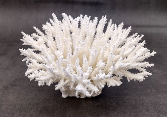 Table Coral Cluster - Acropora Latistella - (1 coral cluster approx. 7-10 inches). White coral bunch with little bubbly arms branching out from all directions, very full.Copyright 2022 SeaShellSupply.com.