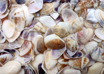 Purple White Coquina Clam Shells Donax Variabilis (approx. half cup 125+ shells 0.25+ inches) Natural Sea Shells for Crafts and Art Projects!