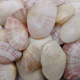 Sunrise Tellin Clam Polished Seashells - Tellina Radiata - (10 Pairs approx. 1.25-2 inches). Multiple pink and white streaked ombre shells in a pile. Copyright 2026 SeaShellSupply.com.