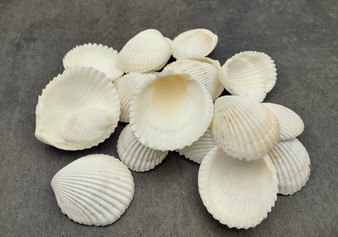 Precious Wentletrap Seashell - Epitonium Scalare - (1 shell approx. 1.5-2  inches)