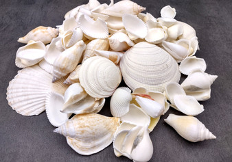 White and Cream Seashell Medium+ Wedding Mix - (1 Kilogram/2.2 lbs. 50-60 shells approx. 1-3 inches). Different sized and shaped shells in a pile, all white and textured. Copyright 2024 SeaShellSupply.com.