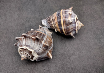 King Crown Conch Seashells Melongena Corona (2 shells approx. 2+ inches) Conch shell great for coastal crafting display & collections. Copyright 2025 SeaShellSupply.com. King Crown Conch Seashells Melongena Corona (2 shells approx. 2+ inches) Conch shell great for coastal crafting display & collections. Copyright 2025 SeaShellSupply.com.