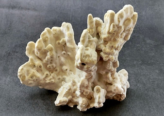 Lace Coral Specimen (7-10 Show)