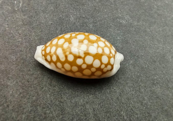Large Sieve Cowrie - Cypraea Cribraria - (1 shell, 1-1.25 inches). Tan or caramel shell with white edges and white dots. Copyright 2022 SeaShellSupply.com.

