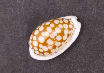 Small Sieve Cowrie - Cypraea Cribaraia - (1 shell, .75-.875 inches)