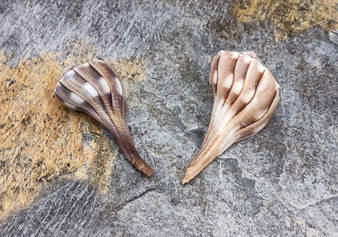 Small Lightning Whelk - Busycon Contrarium - (2 Shells approx. 2-3 inches). Two brown pleated shells with long ends and a tight spiral on the top.Copyright 2022 SeaShellSupply.com.