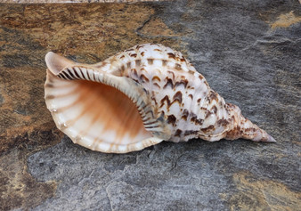 Pacific Triton - Charonia Tritonis - (1 shell approx. 10-11 inches). Brown and white dotted shell with ribs and a wide curled opening and long spiral. Copyright 2022 SeaShellSupply.com.

