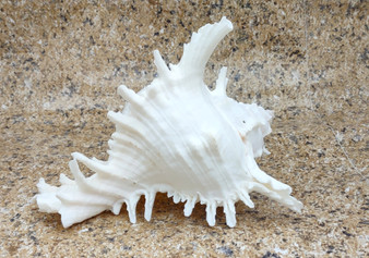 Ramose Murex Seashell - Chicoreus Ramosa - (1 shell approx. 6.5-7.5 inches) - B Grade. White ribbed textured spiral shell with some spikes. Copyright 2022 SeaShellSupply.com.