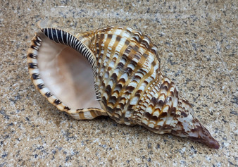 Caribbean Triton - Charonia Tritonis - (1 shell approx. 9-10 inches). brown, white, and black dotted spiral linear designed shell with a wide opening on the side. Copyright 2022 SeaShellSupply.com.