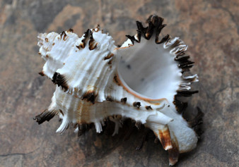 Endive Murex Seashell - Murex Endivia - (1 shell approx. 3-4 inches). One spiked spiral shell with small opening and black edges. Copyright 2022 SeaShellSupply.com.