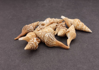 Turris Seashell - Lophiotoma Babyonia - (12 shells, approx. 1.5 - 3.5 inches). Brown spiral shells with white dots and ribs along the outside. Copyright 2022 SeaShellSupply.com.