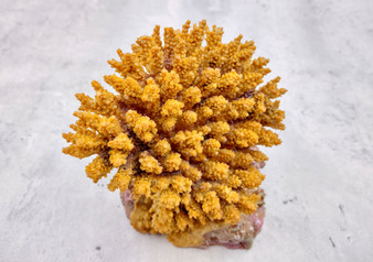 Yellow FAUX Table Coral - Acropora Hyacinthus - (1 FAUX Coral approx. 3Dx4Tx4W inches). Orange thick fluffed coral set on rock. Copyright 2024 SeaShellSupply.com.