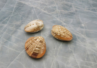 Reddish Venus Clam Seashell Pairs Callista Erycina (3 pairs approx. 2+ inches) Venus pairs great for coastal display & collections!